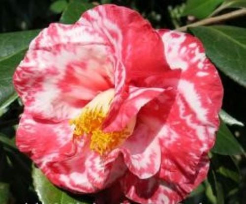 GUILIO NUCCIO**** Bicolor Bloom Camellia Japonica-Live Rooted Starter Plant