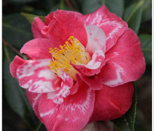 Load image into Gallery viewer, GUILIO NUCCIO**** Bicolor Bloom Camellia Japonica-Live Rooted Starter Plant
