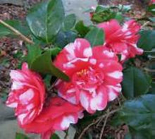 Load image into Gallery viewer, ***GOVERNOR MOUTON** *Bicolor Bloom Camellia Japonica-Live Starter Plant
