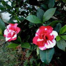 Load image into Gallery viewer, ***GOVERNOR MOUTON** *Bicolor Bloom Camellia Japonica-Live Starter Plant
