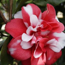 Load image into Gallery viewer, ***GOVERNOR MOUTON** *Bicolor Bloom Camellia Japonica-Live Starter Plant
