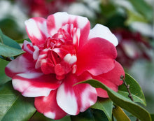 Load image into Gallery viewer, ***GOVERNOR MOUTON** *Bicolor Bloom Camellia Japonica-Live Starter Plant
