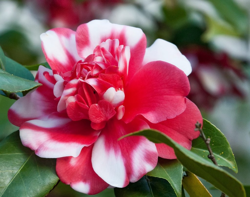 ***GOVERNOR MOUTON** *Bicolor Bloom Camellia Japonica-Live Starter Plant