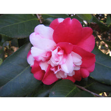 Load image into Gallery viewer, ***GOVERNOR MOUTON** *Bicolor Bloom Camellia Japonica-Live Starter Plant
