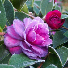 Load image into Gallery viewer, GREENS BLUES**** Bicolor Bloom Camellia Japonica-Live Starter Plant
