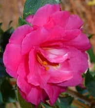 Load image into Gallery viewer, GREENS BLUES**** Bicolor Bloom Camellia Japonica-Live Starter Plant
