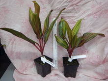 Load image into Gallery viewer, **HARLEQUIN** Cordyline Terminalis Hawaiian Ti Plant**AKA Good Luck Plants
