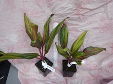 Load image into Gallery viewer, **HARLEQUIN** Cordyline Terminalis Hawaiian Ti Plant**AKA Good Luck Plants
