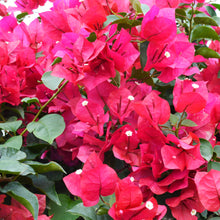 Load image into Gallery viewer, **HELEN JOHNSON**Live Bougainvillea Well Rooted Starter Plant
