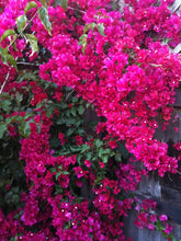 Load image into Gallery viewer, **HELEN JOHNSON**Live Bougainvillea Well Rooted Starter Plant
