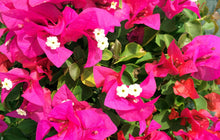 Load image into Gallery viewer, **HELEN JOHNSON**Live Bougainvillea Well Rooted Starter Plant
