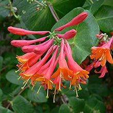 Load image into Gallery viewer, ***TRUMPET CORAL HONEYSUCKLE VINE*** Lonicera Sempervirens Rooted Starter Plant
