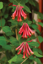 Load image into Gallery viewer, ***TRUMPET CORAL HONEYSUCKLE VINE*** Lonicera Sempervirens Rooted Starter Plant
