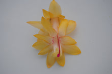 Load image into Gallery viewer, ***Honolulu Sun** *Christmas Cactus Schlumbergera Starter Plant
