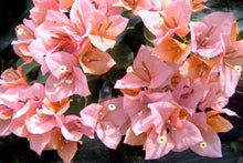 Load image into Gallery viewer, **HUGH EVANS**Live Bougainvillea Well Rooted Starter Plant

