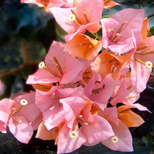 Load image into Gallery viewer, **HUGH EVANS**Live Bougainvillea Well Rooted Starter Plant
