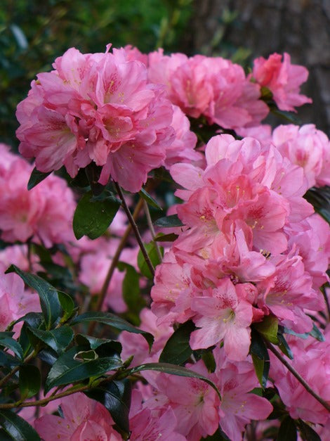 HAMPTON BEAUTY~~Azalea Rhododendron Deciduous Starter Plant~~RARE HEAVY BLOOMER