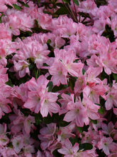 Load image into Gallery viewer, HAMPTON BEAUTY~~Azalea Rhododendron Deciduous Starter Plant~~RARE HEAVY BLOOMER
