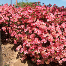 Load image into Gallery viewer, HAMPTON BEAUTY~~Azalea Rhododendron Deciduous Starter Plant~~RARE HEAVY BLOOMER
