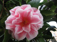 Load image into Gallery viewer, **HERME PINK** Bicolor Bloom Camellia Japonica-Live Starter Plant
