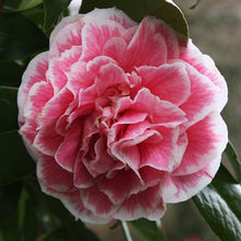 Load image into Gallery viewer, **HERME PINK** Bicolor Bloom Camellia Japonica-Live Starter Plant
