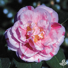 Load image into Gallery viewer, **HERME PINK** Bicolor Bloom Camellia Japonica-Live Starter Plant
