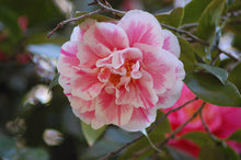 Load image into Gallery viewer, **HERME PINK** Bicolor Bloom Camellia Japonica-Live Starter Plant
