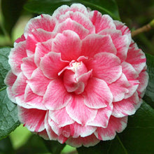 Load image into Gallery viewer, **HERME PINK** Bicolor Bloom Camellia Japonica-Live Starter Plant
