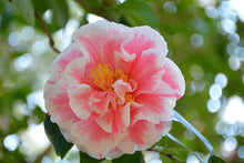 Load image into Gallery viewer, **HERME PINK** Bicolor Bloom Camellia Japonica-Live Starter Plant
