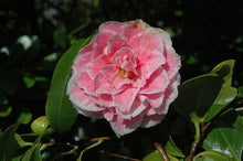 Load image into Gallery viewer, **HERME PINK** Bicolor Bloom Camellia Japonica-Live Starter Plant
