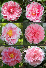 Load image into Gallery viewer, **HERME PINK** Bicolor Bloom Camellia Japonica-Live Starter Plant
