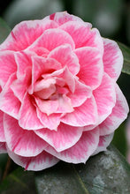 Load image into Gallery viewer, **HERME PINK** Bicolor Bloom Camellia Japonica-Live Starter Plant
