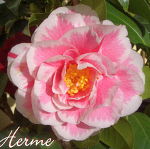 Load image into Gallery viewer, **HERME PINK** Bicolor Bloom Camellia Japonica-Live Starter Plant
