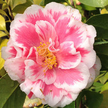 Load image into Gallery viewer, **HERME PINK** Bicolor Bloom Camellia Japonica-Live Starter Plant
