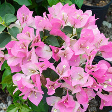 Load image into Gallery viewer, **IMPERIAL THAI DELIGHT**Live Bougainvillea Well Rooted Starter Plant
