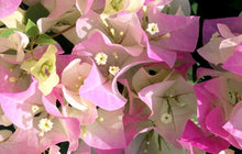 Load image into Gallery viewer, **IMPERIAL THAI DELIGHT**Live Bougainvillea Well Rooted Starter Plant
