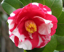 Load image into Gallery viewer, ***IWANE-SHIBORI** *Bicolor Bloom Camellia Japonica-Live Starter Plant
