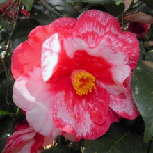 Load image into Gallery viewer, ***IWANE-SHIBORI** *Bicolor Bloom Camellia Japonica-Live Starter Plant
