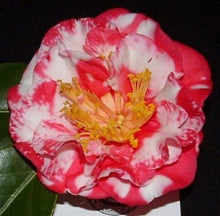 Load image into Gallery viewer, ***IWANE-SHIBORI** *Bicolor Bloom Camellia Japonica-Live Starter Plant
