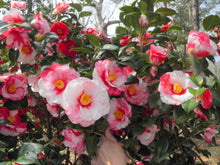 Load image into Gallery viewer, ***IWANE-SHIBORI** *Bicolor Bloom Camellia Japonica-Live Starter Plant
