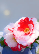 Load image into Gallery viewer, ***IWANE-SHIBORI** *Bicolor Bloom Camellia Japonica-Live Starter Plant
