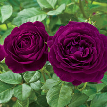 Load image into Gallery viewer, ~~INTRIGUE~~Fully Grown Blooming Size Rose Bush Plant~~VERY RARE~~HTF~~
