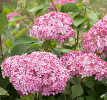 Load image into Gallery viewer, SPIRIT II INVINCIBELLE~~Hydrangea Starter Plant~~PINK &amp; RED
