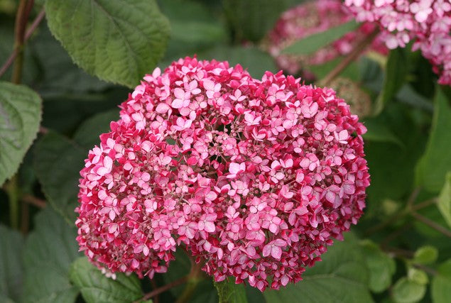 SPIRIT II INVINCIBELLE~~Hydrangea Starter Plant~~PINK & RED