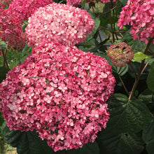 Load image into Gallery viewer, SPIRIT II INVINCIBELLE~~Hydrangea Starter Plant~~PINK &amp; RED
