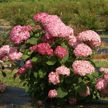 Load image into Gallery viewer, SPIRIT II INVINCIBELLE~~Hydrangea Starter Plant~~PINK &amp; RED
