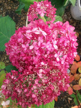 Load image into Gallery viewer, SPIRIT II INVINCIBELLE~~Hydrangea Starter Plant~~PINK &amp; RED
