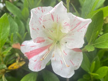 Load image into Gallery viewer, IVERYYANA~~Azalea Rhododendron Deciduous Starter Plant~~WHITE &amp; PEACH STRIPED
