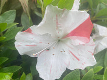 Load image into Gallery viewer, IVERYYANA~~Azalea Rhododendron Deciduous Starter Plant~~WHITE &amp; PEACH STRIPED
