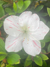 Load image into Gallery viewer, IVERYYANA~~Azalea Rhododendron Deciduous Starter Plant~~WHITE &amp; PEACH STRIPED
